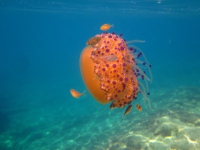 HERCULES MARINE ACTIVITIES Discovery Scuba Dive