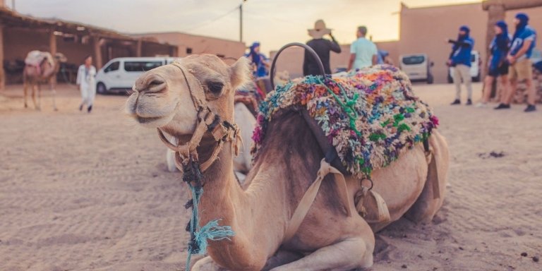 Agafay Desert : Camel Ride and Dinner and Show