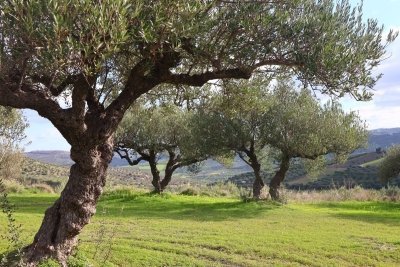 Heraklion Olive farm visit with olive oil and local delicacies pairing