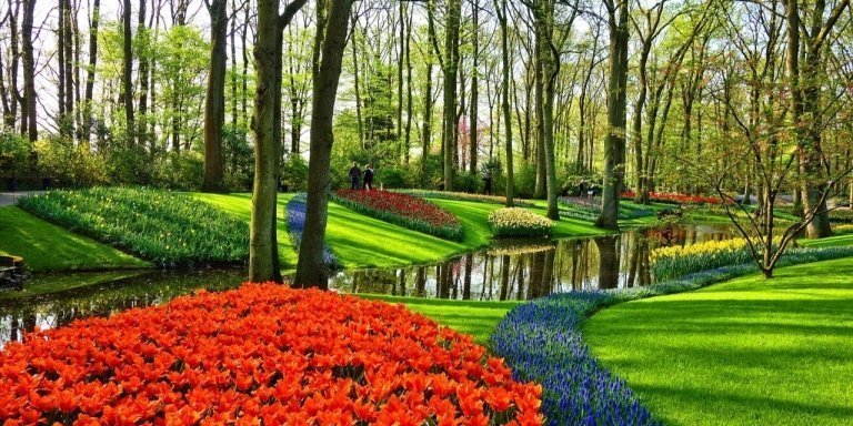 Tulip Experience with Keukenhof and Windmills tour from Amsterdam