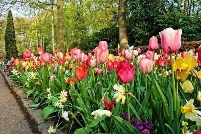 Tulip Experience with Keukenhof and Windmills tour from Amsterdam