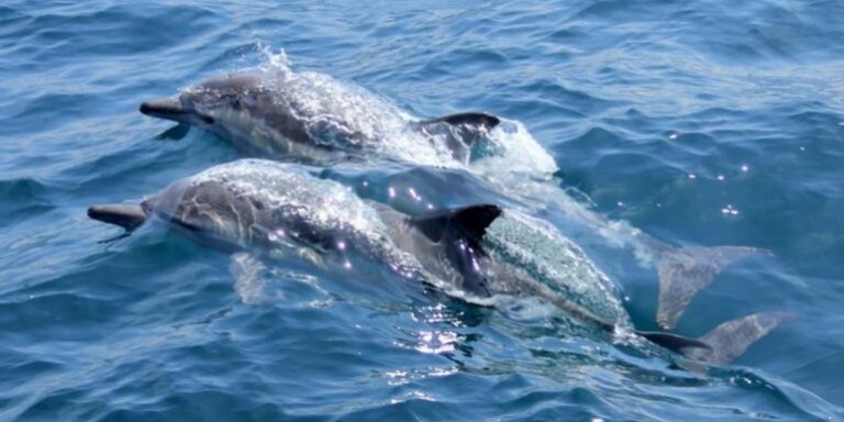 Shared Dolphin Watching Tour