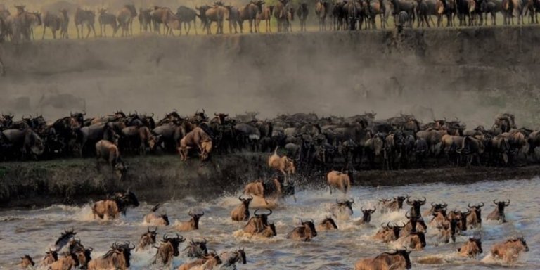 Photo Tours and Mara River Crossing.