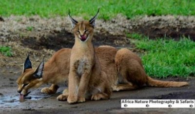 Photo Tours and Mara River Crossing. Photo Tours and Mara River Crossing.