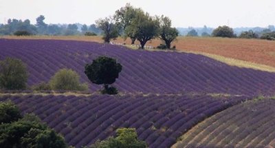 Plateau of Valensole & Lavender - Private tour
