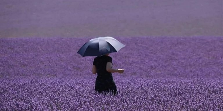 Plateau of Valensole & Lavender - Private tour