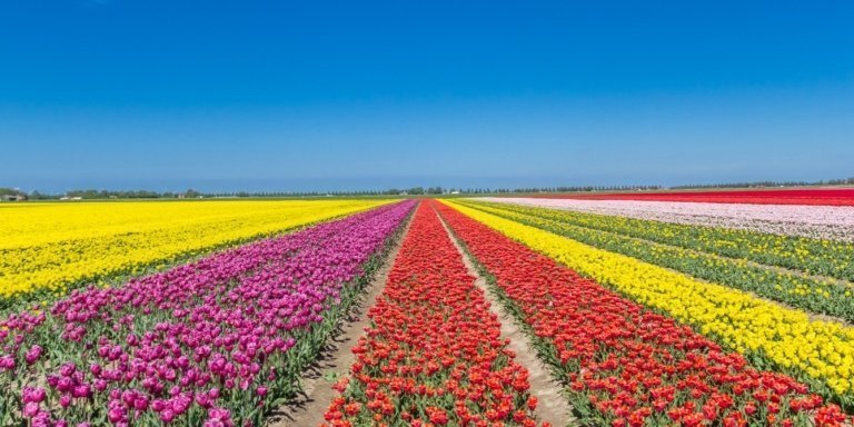 Famous Tulip-route tour from Amsterdam