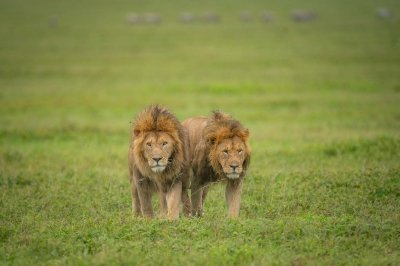 3-Day Tanzania Wildlife Safari | Serengeti & Ngorongoro