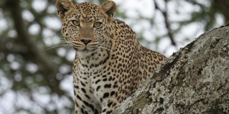 3-Day Tanzania Wildlife Safari | Serengeti & Ngorongoro