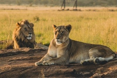 3 Days Tanzania Wildlife Safari | Meilleur Tours
