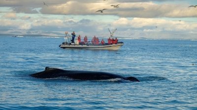 Whales, Puffins & Reykjavík