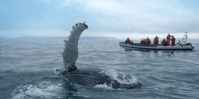 Boat Trips & Charters