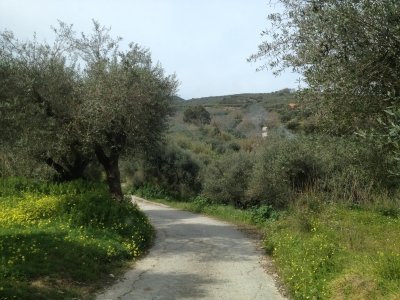 CHQ02. Explore the Secrets of Wine and Olives