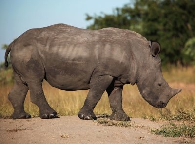 Sabi Sands Reserve Safari from Maputo 3Days/2Nights