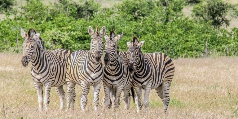 Sabi Sands Reserve Safari from Maputo 3Days/2Nights
