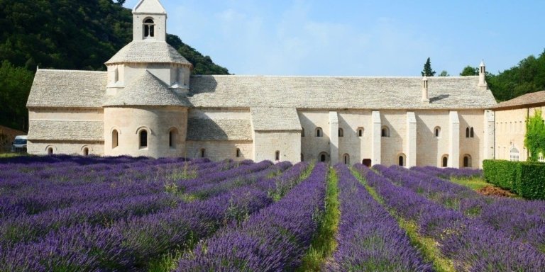 Lavender in Luberon Regional Park with a local expert!