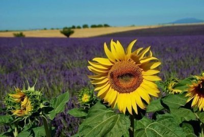 Lavender in Luberon Regional Park with a local expert!