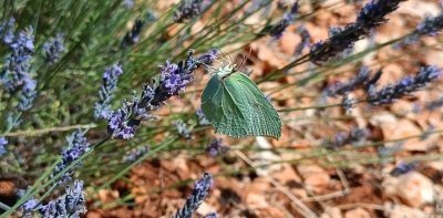 Plateau of Valensole & Gorges du Verdon - Private tour