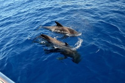 White Paradise Catamaran Boat Trip in Tenerife - 5h White Paradise Catamaran Boat Trip in Tenerife - 5h