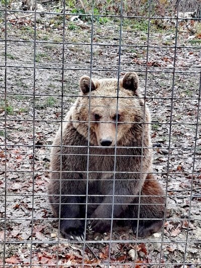 Dracula & Brown Bears: Thrilling Transylvania Adventure