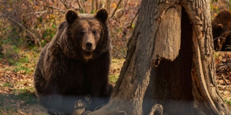 LiBEARty Sanctuary & Dracula's Castle in a One-Day Trip from Bucharest