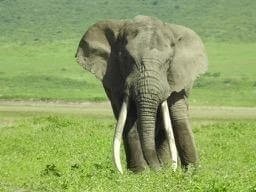Tanzania Wildlife Safari & Zanzibar Holiday - 9 Days Package Tanzania Wildlife Safari & Zanzibar Holiday - 9 Days Package