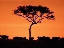 Luxury Safari in Tanzania - 7 Days Private Tour Luxury Safari in Tanzania - 7 Days Private Tour
