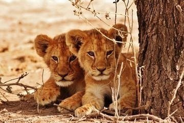 Tanzania Honeymoon Safari - 8 Days Luxury Package Tanzania Honeymoon Safari - 8 Days Luxury Package