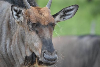 Serengeti Migration Safari - 9 Days Package in Tanzania Serengeti Migration Safari - 9 Days Package in Tanzania