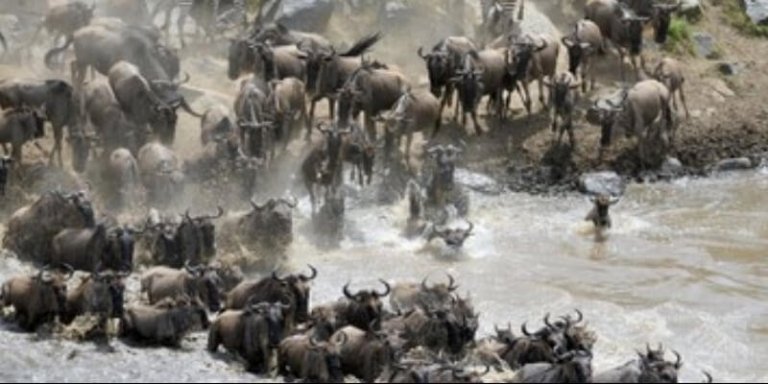 Serengeti Migration Safari - 9 Days Package in Tanzania