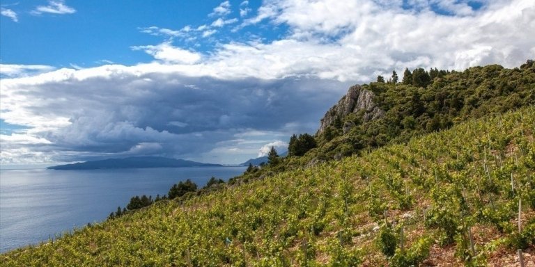 Wine Lover's Tour of Peljesac Peninsula