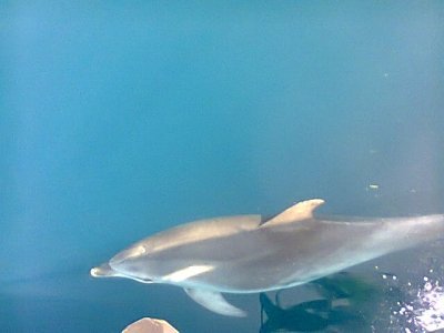 Thessaloniki : Half-Day Sailing Cruise to Shipwreck Bay !