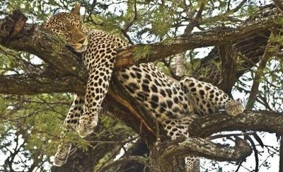 Tanzania Wildlife Safari - Exclusive Private Tour