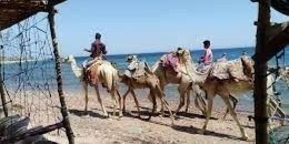 SNORKEL & CAMEL RIDE, QUAD BIKE FULL DAY IN DAHAB FROM SHARM EL SHEIKH