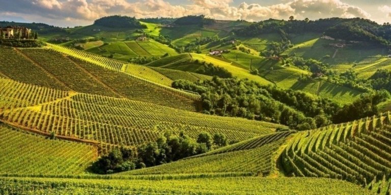 Privat Tour Wine and Food Barolo Castle and Alba