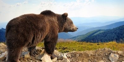 Transfers & Round-Trips