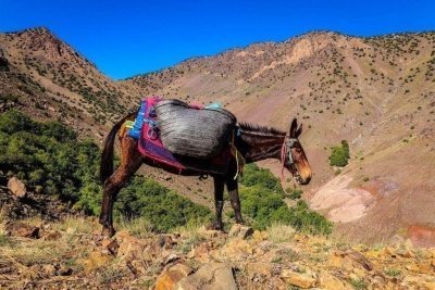Atlas Mountain Trek challenging hike Atlas Mountain Trek challenging hike