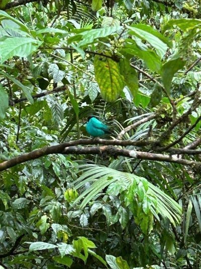 Rio celeste and the sloths wild life reserve