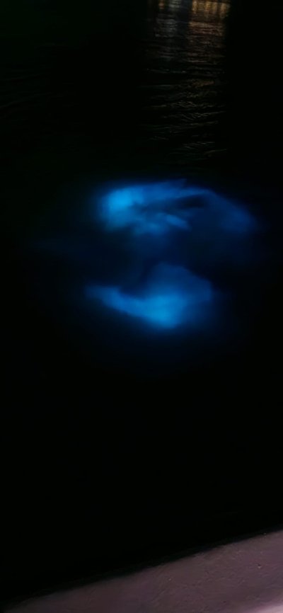 Luminous Lagoon Night Tour