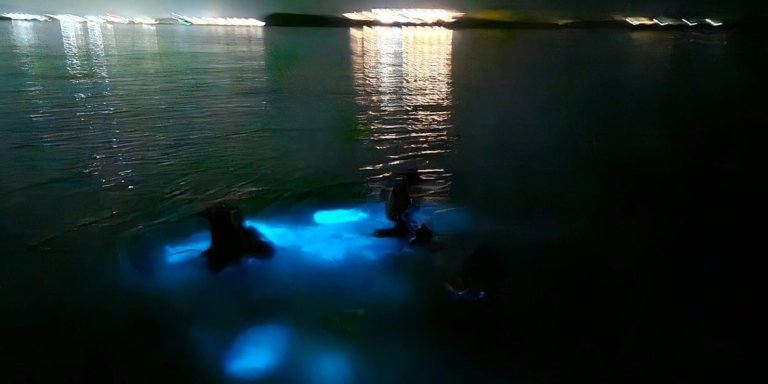Luminous Lagoon Night Tour