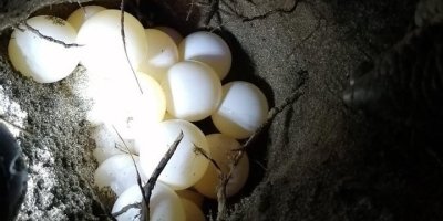 Turtle watching experience