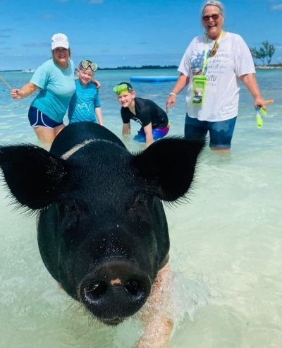 Nassau: Rose Island Swimming Pigs & Turtles Snorkeling Tour