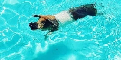 Nassau: Rose Island Swimming Pigs & Turtles Snorkeling Tour