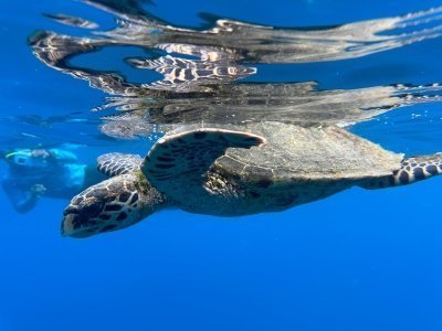 SNORKELING CAÑO ISLAND
