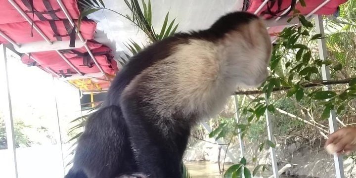 Palo verde jungle boat tour