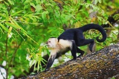 Palo verde jungle boat tour