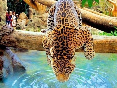 Loro Parque Standard Transfer from Tenerife South Loro Parque Standard Transfer from Tenerife South