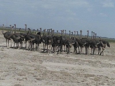 Climbing Mount Kenya & Kenya Wildlife Safari Climbing Mount Kenya & Kenya Wildlife Safari