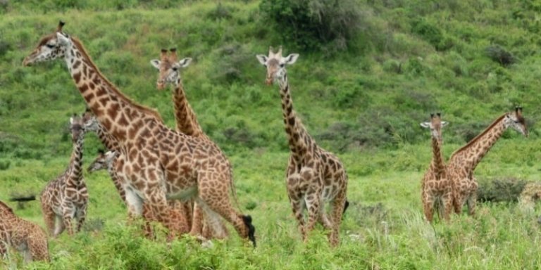 Serengeti Safari in Tanzania - 6 Days Private Tour