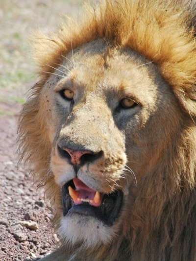 Serengeti Safari in Tanzania - 6 Days Private Tour Serengeti Safari in Tanzania - 6 Days Private Tour